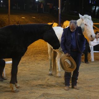 constelação com cavalos